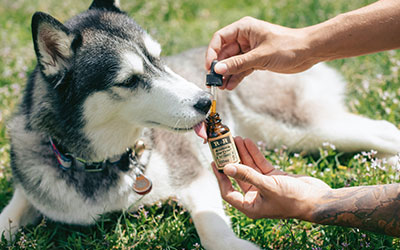 CBD Öl für Tiere