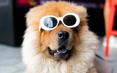 CBD für Hunde