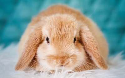 CBD und Hanf für Nagetiere