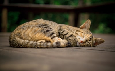 Katzen
