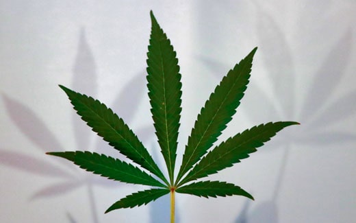 CBD | natürliches Schmerzmittel aus der Hanfpflanze