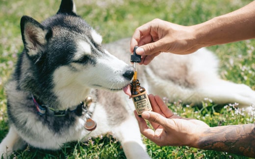 CBD/Hanf Produkte für Haustiere CBD/Hanf Produkte für Haustiere