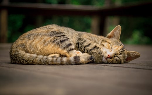 CBD für Katzen - Natürliche Unterstützung für deine Samtpfote