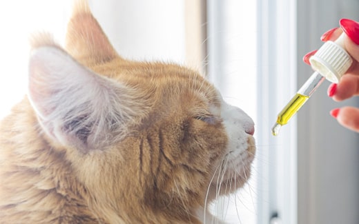 CBD-Öl für Katzen - Natürliche Entspannung und Schmerzlinderung